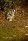 Grey Heron 'lets twist again' - #WB019