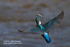 A Kingfisher in flight with a fish - #KF071