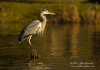 Grey Heron - #WB017