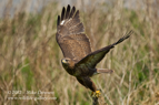 Common Buzzard take-off - #RA017