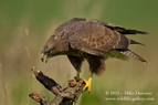 Common Buzzard - #RA015