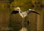 Grey Heron - #WB018