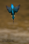 A Kingfisher diving into the water below - #KF070