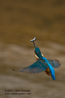 A Kingfisher in flight with a fish - #KF069