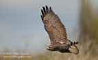 Common Buzzard in flight - #RA020