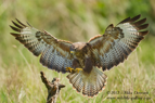 Common Buzzard landing - #RA019