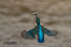 A Kingfisher in flight with a fish - #KF068