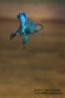 A Kingfisher diving into the water below - #KF067