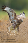 Common Buzzard - #RA021