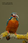 Down it goes, Kingfisher swallowing a fish - #KF066
