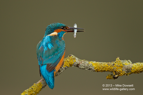 Male Kingfisher with a fish - #KF065