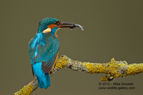 Male Kingfisher with a fish - #KF064