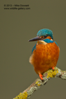 Portrait of a male Kingfisher - #KF063