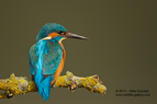 Landscape portrait of a male Kingfisher - #KF062