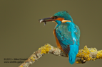 Male Kingfisher with a fish - #KF061