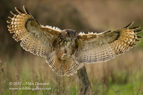 Eagle Owl landing - #OW008