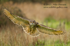 Full frame Eagle Owl - #OW001