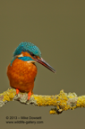 Perfect pose, a male Kingfisher in gorgeous light - #KF060
