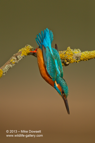 A Kingfisher diving into the water below - #KF059