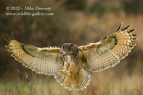 Eagle Owl - #OW023