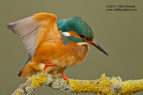 Female Kingfisher on her perch - #KF058