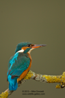 Book Cover Image, Female Kingfisher - #KF057