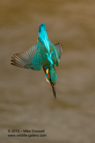 A Kingfisher diving into the water below - #KF056