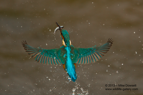 Kingfisher emerging from the water with a fish - #KF047