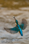 A Kingfisher in flight with a fish - #KF049