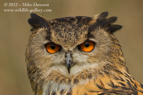 Eagle Owl close up - #OW024