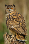 Perched European Eagle Owl - #OW025