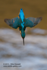 A Kingfisher diving into the water below - #KF055