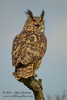 Noisy Eagle Owl - #OW026