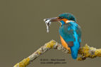Double trouble, a Kingfisher with 2 fish - #KF048