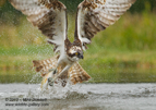 Osprey action as it leaves the loch with a fish - #OS027