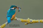 A female Kingfisher with a fish - #KF054