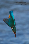 A Kingfisher diving into the water below - #KF053