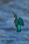 A rare miss, a Kingfisher returning to it's perch - #KF052