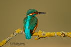 Male Kingfisher with a fish - #KF051