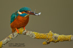 Male Kingfisher with a fish - #KF050