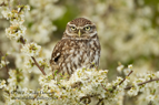 Little Owl - #OW020
