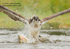 Close up Osprey action - #OS026