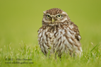 Little Owl - #OW019