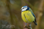 Blue Tit - #GB042