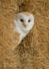 Barn Owl Staw Bale - #OW009