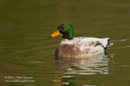 Welsh Harlequin Duck - #WB016