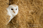 Classic Barn Owl - #OW002