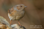 Dunnock (Hedge Sparrow) - #GB044