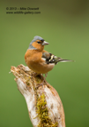 Male Chaffinch Portrait - #GB0056