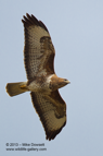 Common Buzzard in flight - #RA039